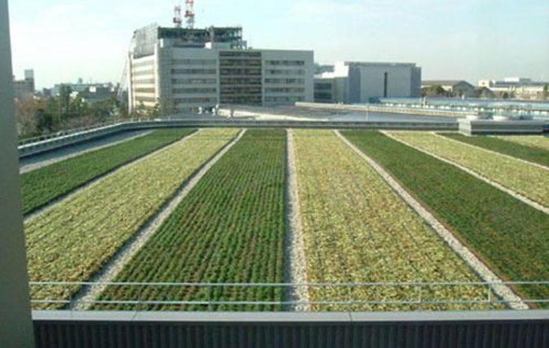 Studija: Skromna mahovina na zidovima podržava skladištenje milijardi tona ugljika