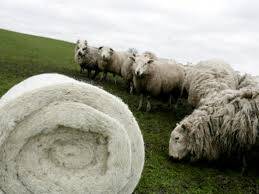 Wool-line iz Sarajeva osvojio Inovacijsku nagradu njemačke privrede