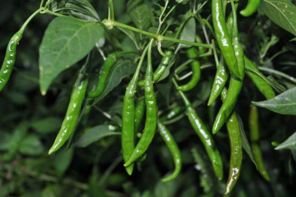 Poljoprivrednici iz Kaknja potpisali ugovore o otkupu sa njemackim gigantom